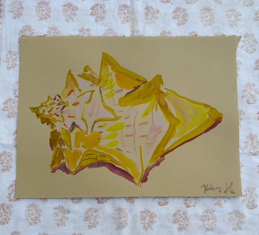 Conch Shell on paper No.1 - 11x15"