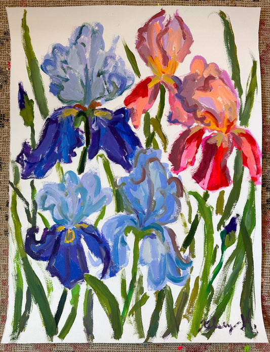 colorful french irises